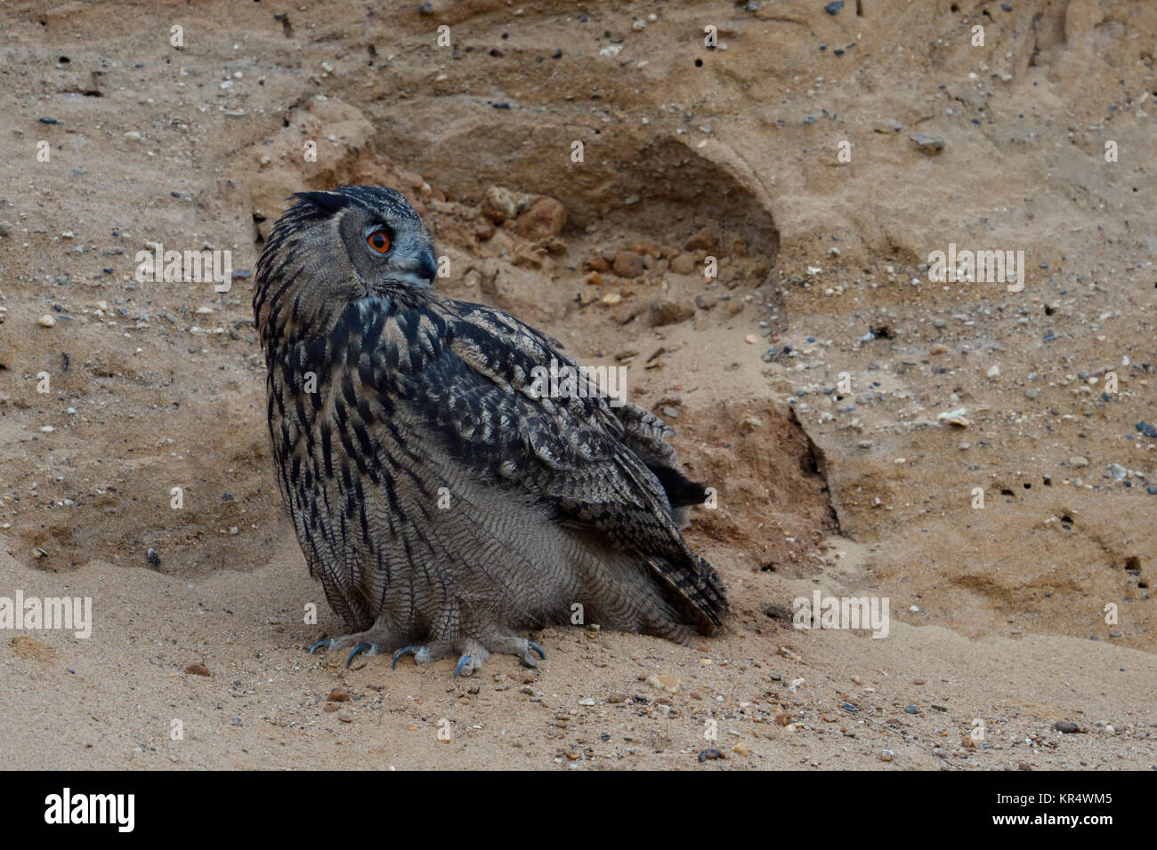 Gufo reale / Europaeischer Uhu ( Bubo bubo ), seduta in pendenza di una buca di sabbia, girando la testa, guardando indietro, la fauna selvatica, l'Europa. Foto Stock