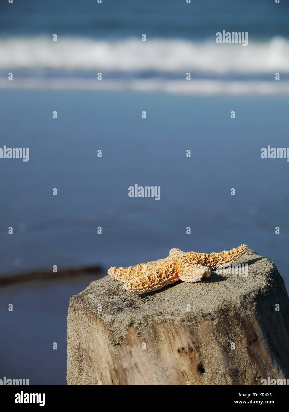 Starfish beach vacation Foto Stock