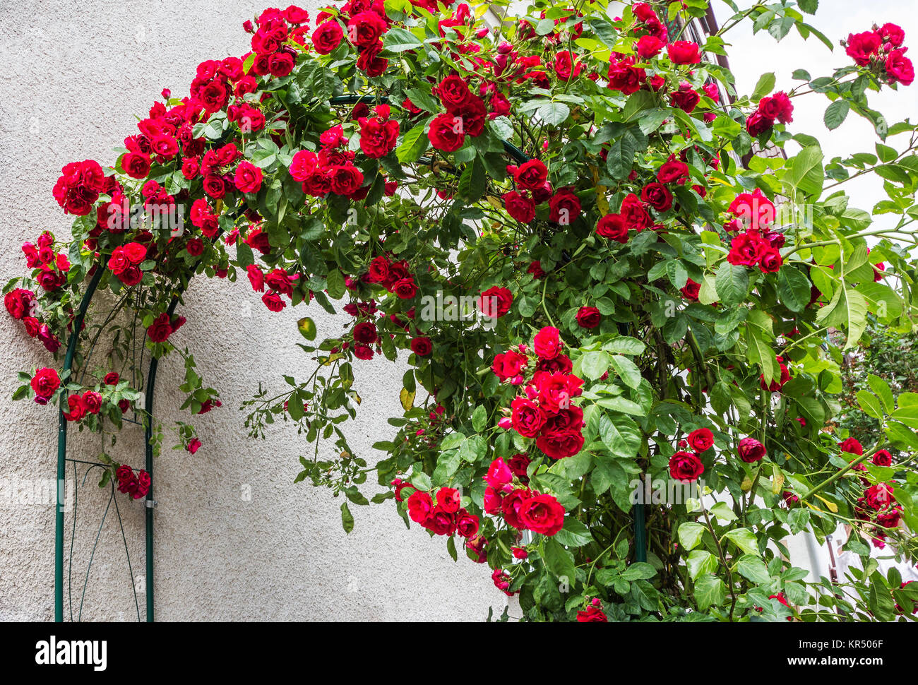 tappeto di rose rampicanti rosse sulla parete della casa Foto Stock