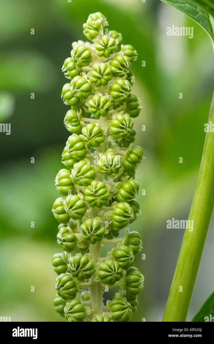 i primi pokeweed indiani / frutta di prima frutta stanno spesso la bacca indiana del poke Foto Stock