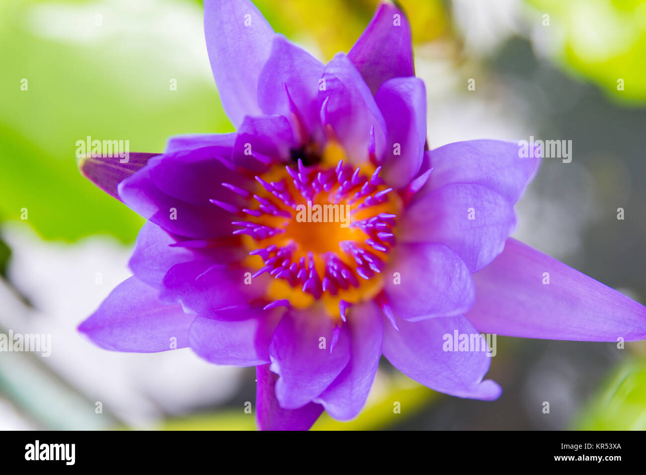 Acqua colorata lily a Bangkok, in Thailandia Foto Stock