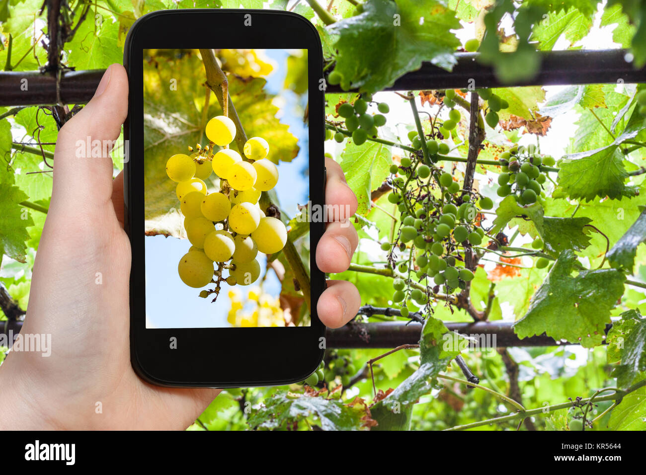 Grappolo di uva giallo in vigna sullo smartphone Foto Stock