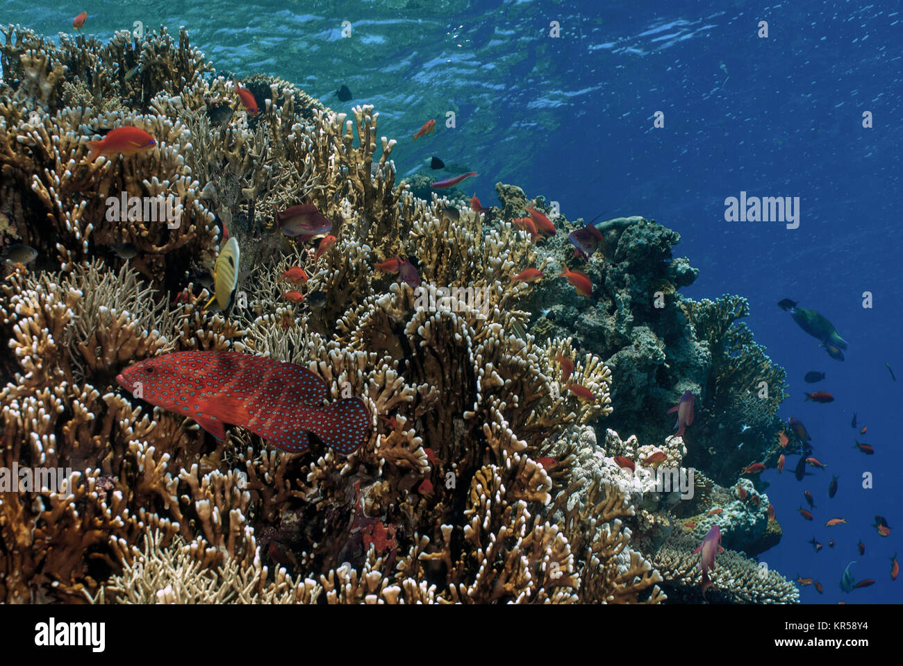 Fire Coral, Millepora dichotoma, Milleporidae, Sharm El-Sheik, Mar Rosso, Egitto Foto Stock