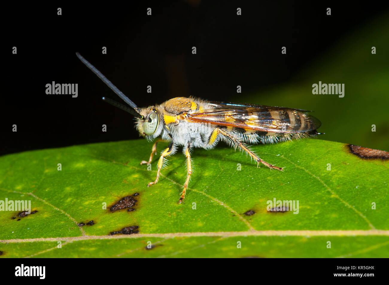Fiore peloso Wasp (Radumeris radula), Cooktown, estremo Nord Queensland, FNQ, QLD, Australia Foto Stock
