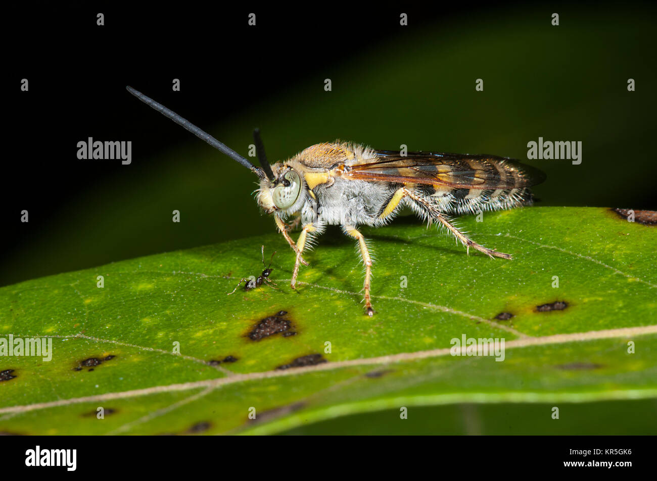 Fiore peloso Wasp (Radumeris radula), Cooktown, estremo Nord Queensland, FNQ, QLD, Australia Foto Stock