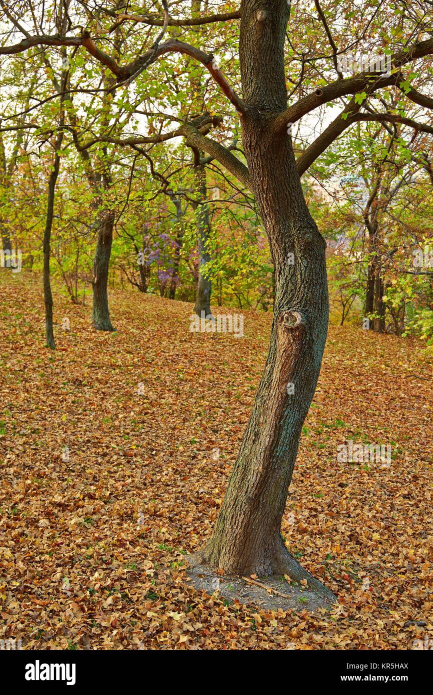 Autumn Tree in posizione di parcheggio Foto Stock