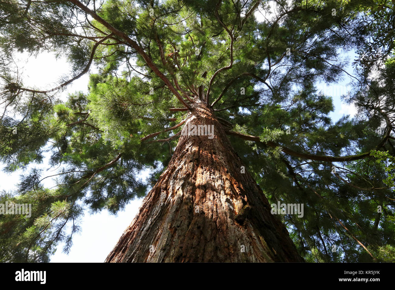 Sequoia Foto Stock