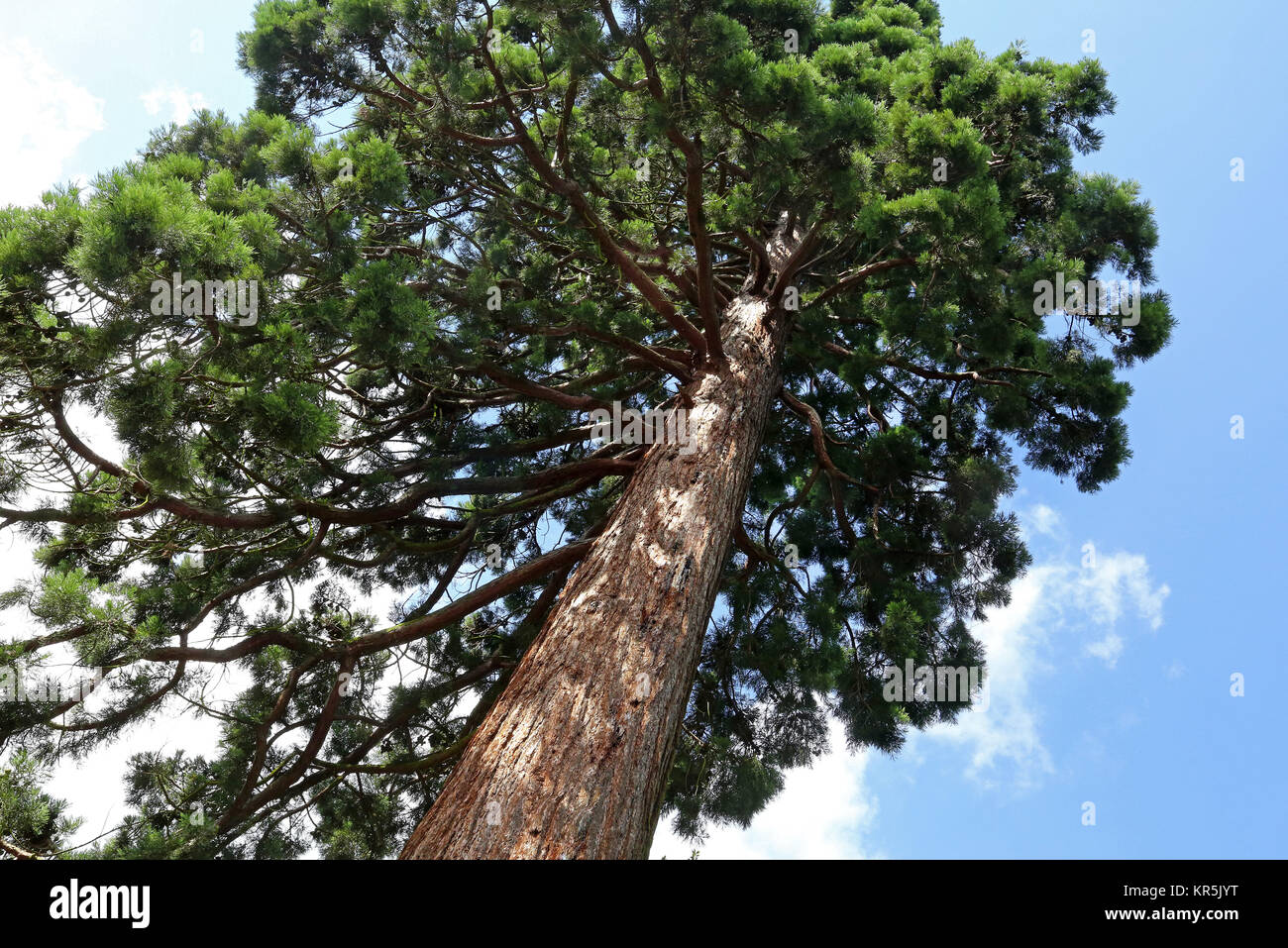 Sequoia Foto Stock