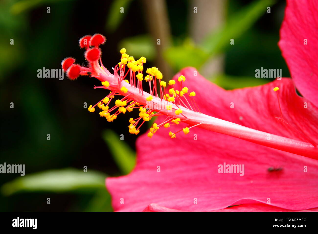 Timbro e fiore di un fiore di ibisco Foto Stock
