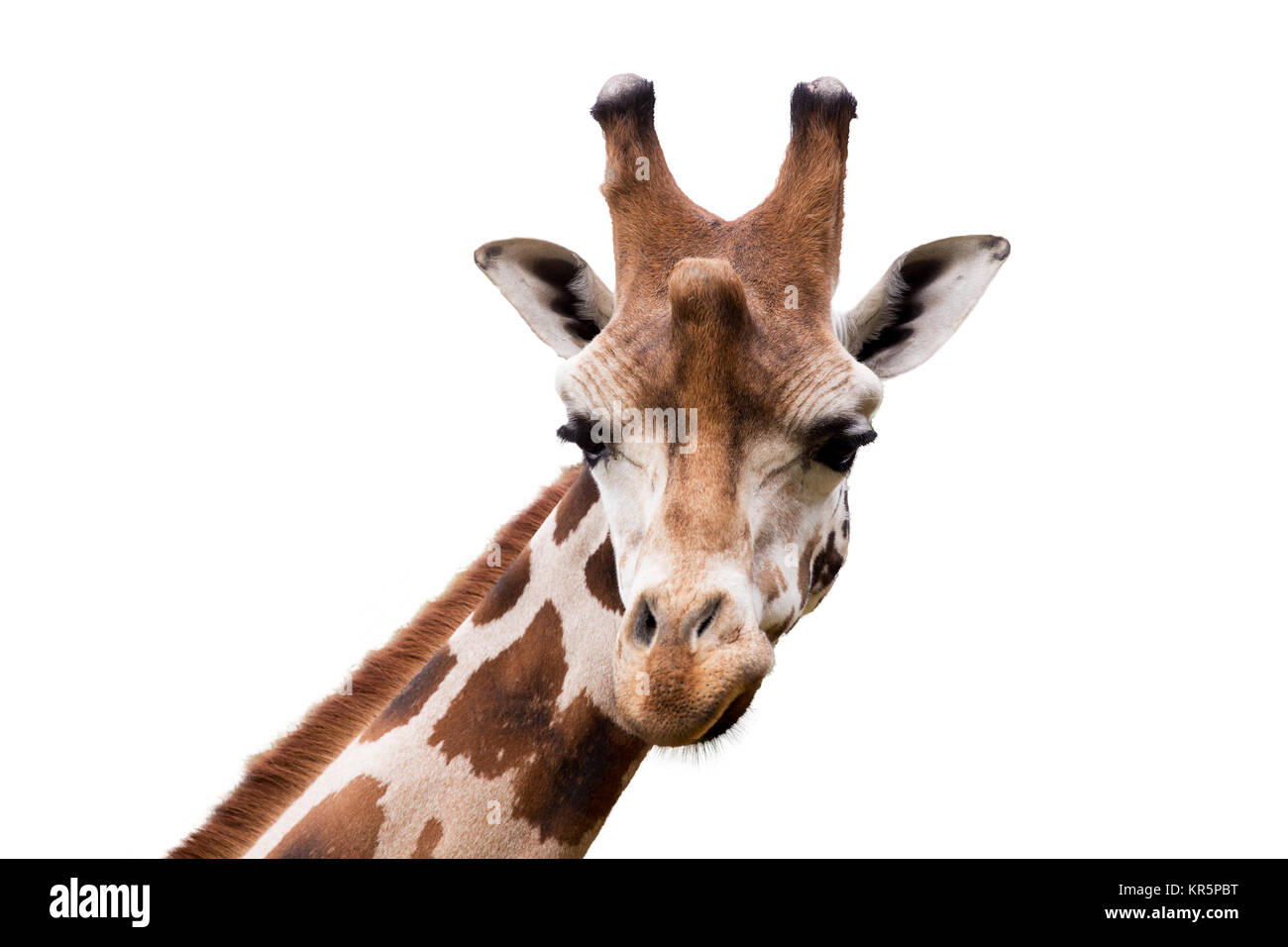Giovani carino giraffa Foto Stock