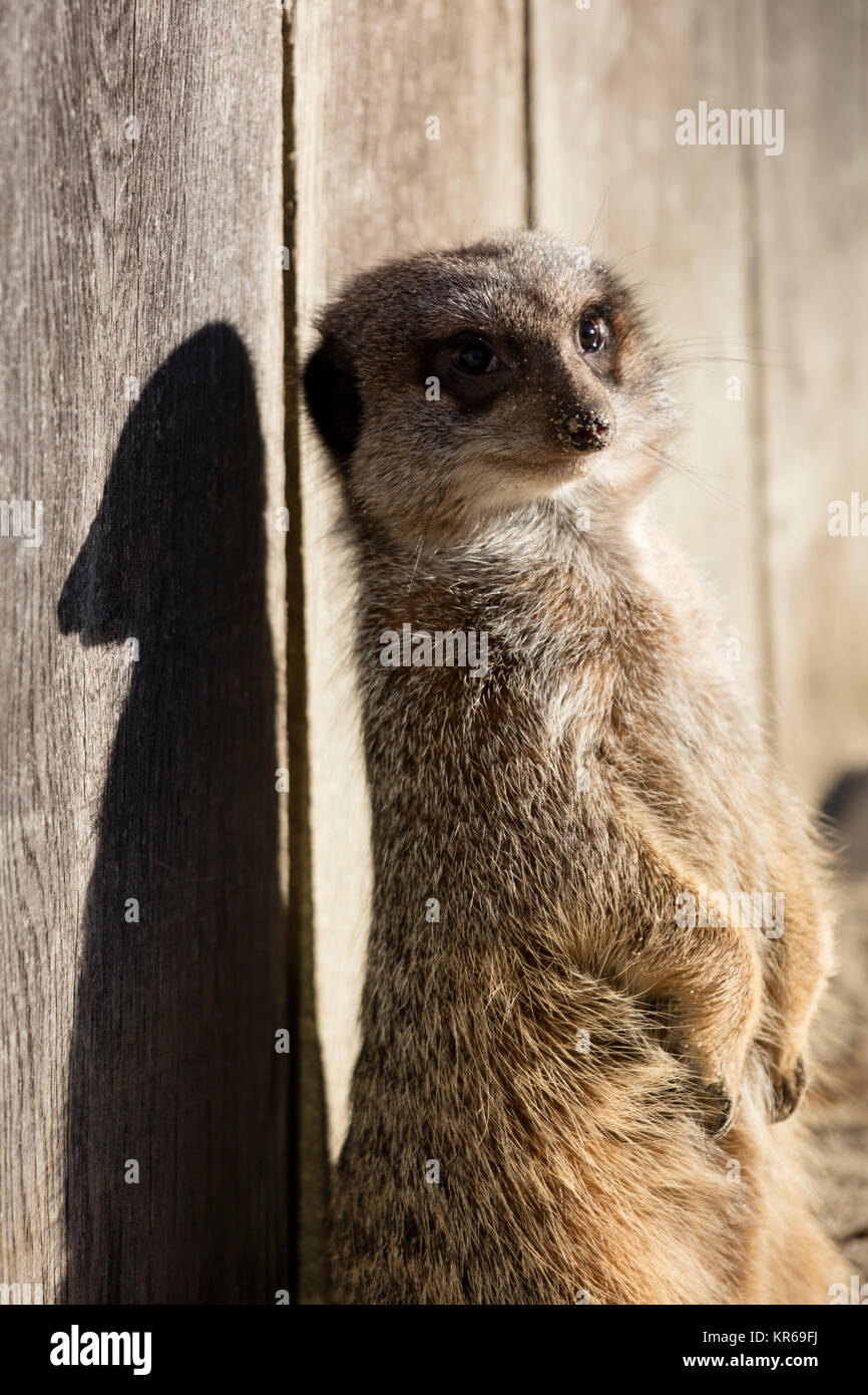 Meerkat con ombra, (Suricata suricatta), Foto Stock