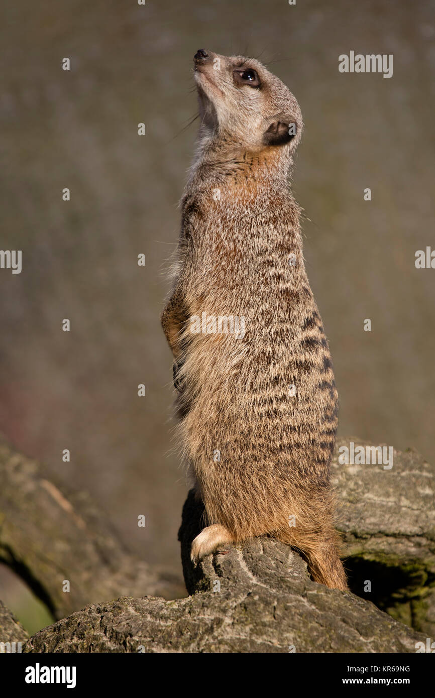 Uno Meerkat è in piedi (Suricata suricatta), Foto Stock