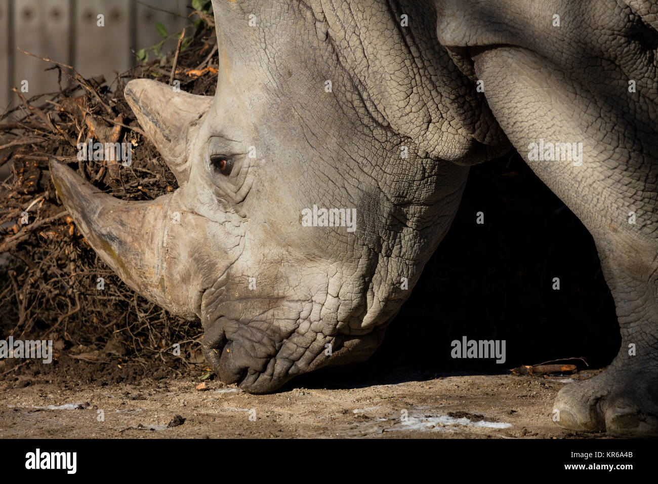 Testa di un rinoceronte, (Rhinocerotidae) Foto Stock