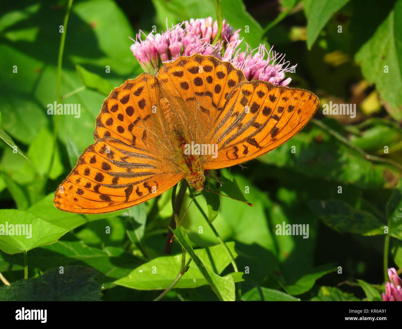 Fritillary,argynnis paphia,argento-lavato fritillary,il maschio, nel primo di wasserdost Foto Stock