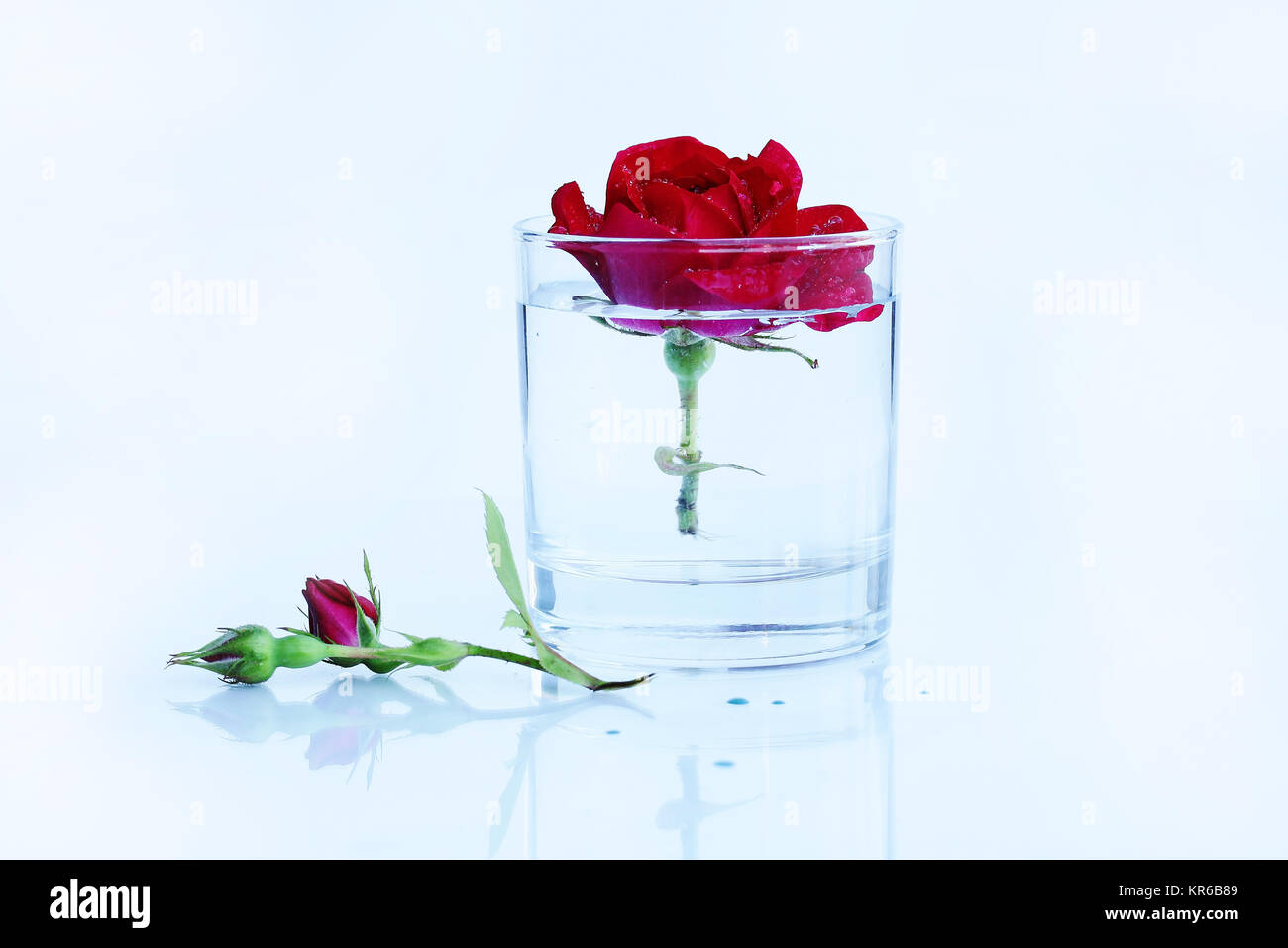 Pulire,puro,acqua chiara con una rosa rossa Foto Stock