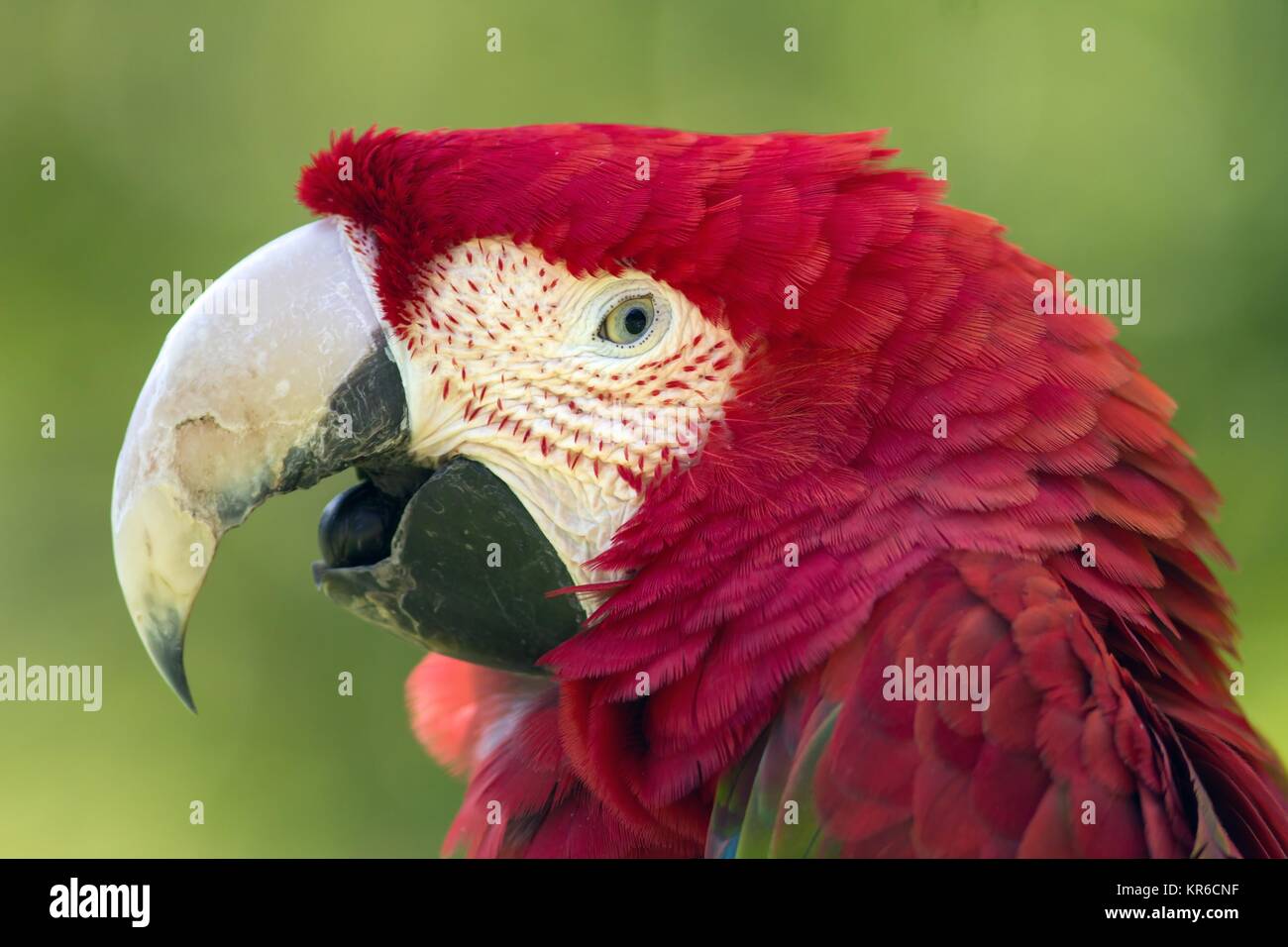 GrÃ¼nflÃ¼gelara / ala verde macaw Foto Stock