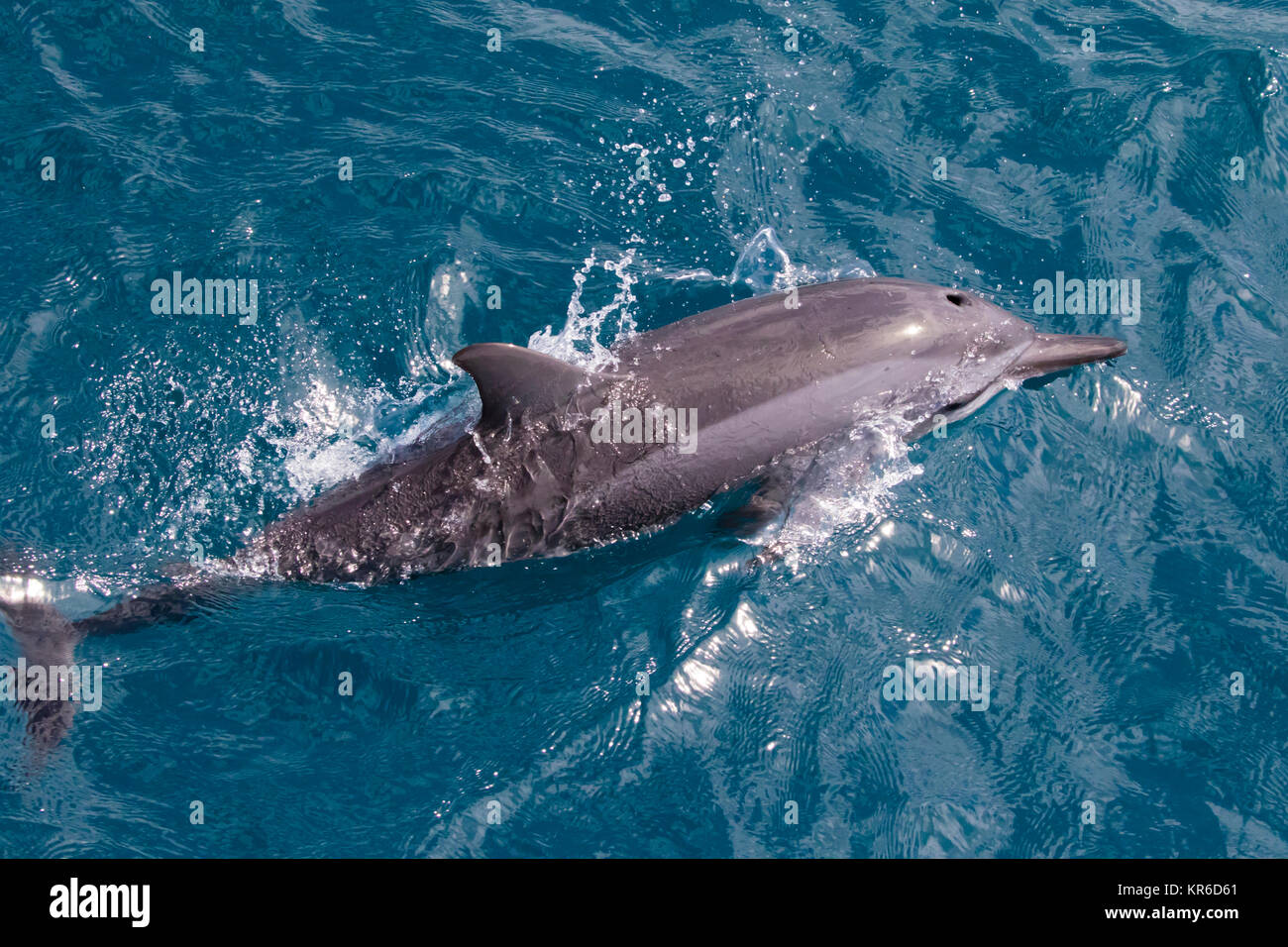 Spinner (Delfino Stenella longirostris) che saltava e arrivando alla barca per il divertimento Foto Stock