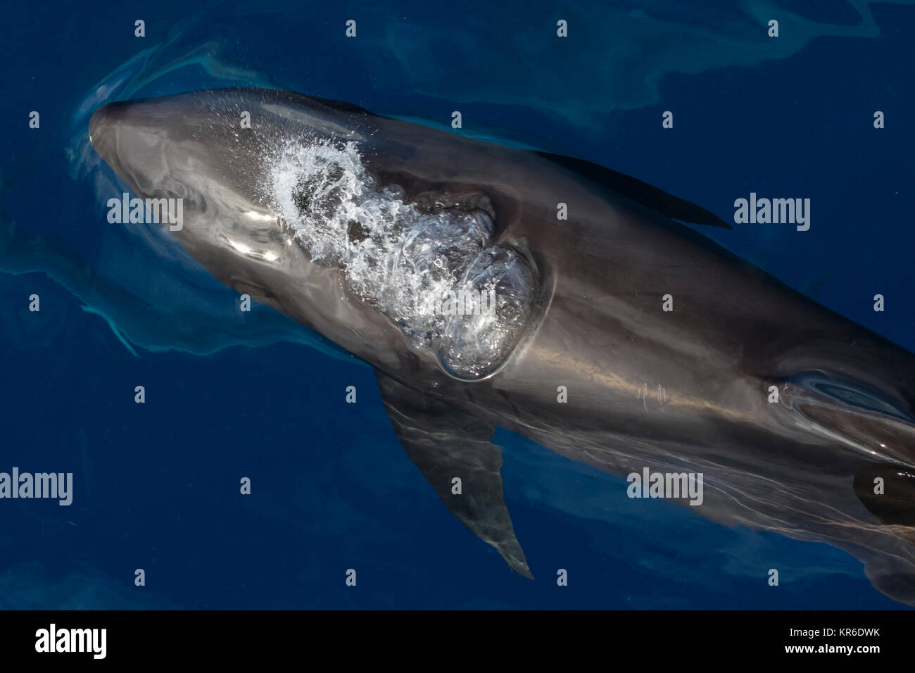 Melone con testa di balena o Melone capo-Dolphin (Peponocephala electra) prossimo alla barca in un grande baccello, miscelata con Fraser, & delfino macchiato Foto Stock