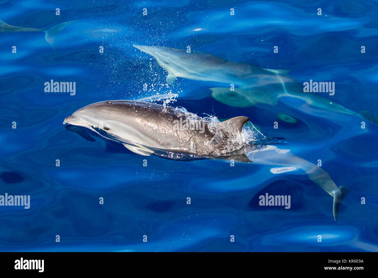 Fraser, Dolphin (Lagenodelphis hosei) o Sarawak dolphin arrivare vicino alla barca in un grande gruppo Foto Stock