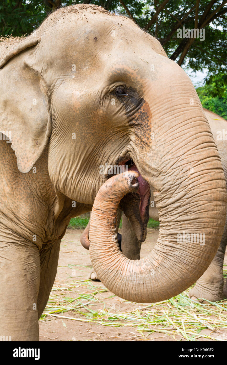 Elefante in protetto parco naturale Foto Stock