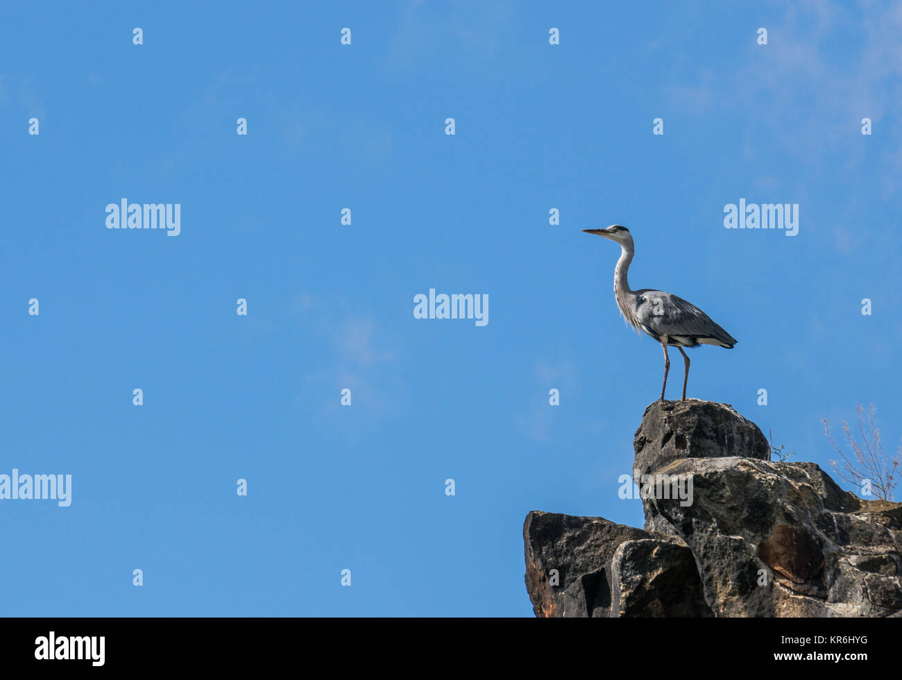 Heron in piedi contro il cielo blu Foto Stock
