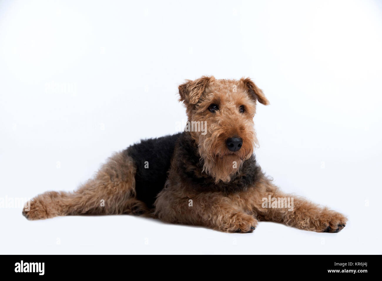Airedale Terrier giace sul pavimento,studio shot Foto Stock