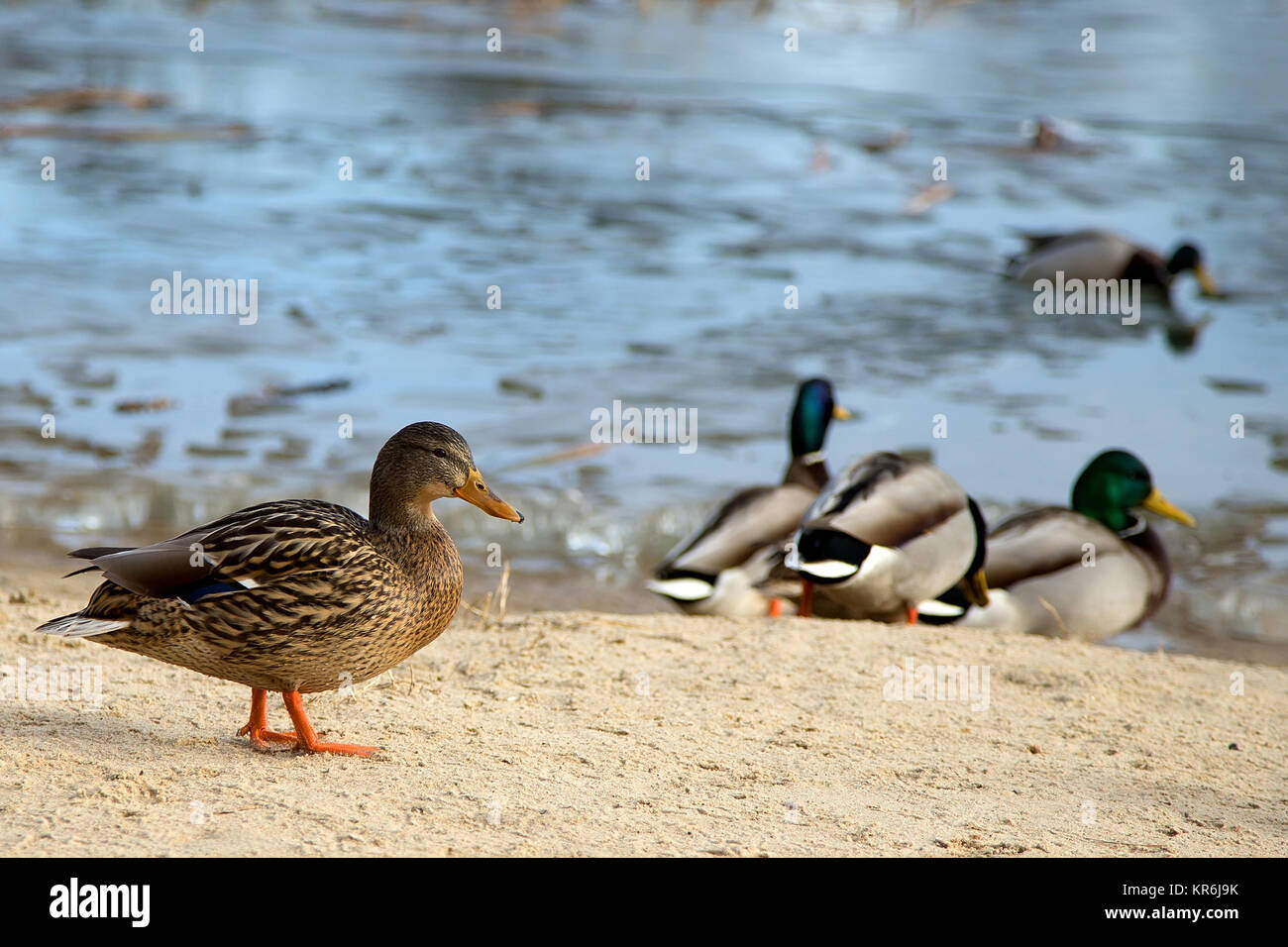 Anatra in wild Foto Stock