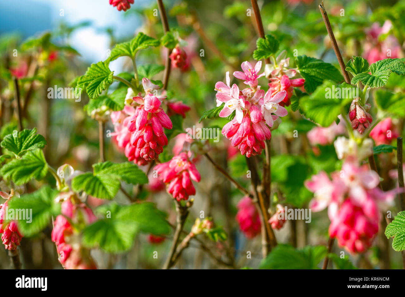 Ribes ribes fioritura in un parco pubblico di Londra Foto Stock