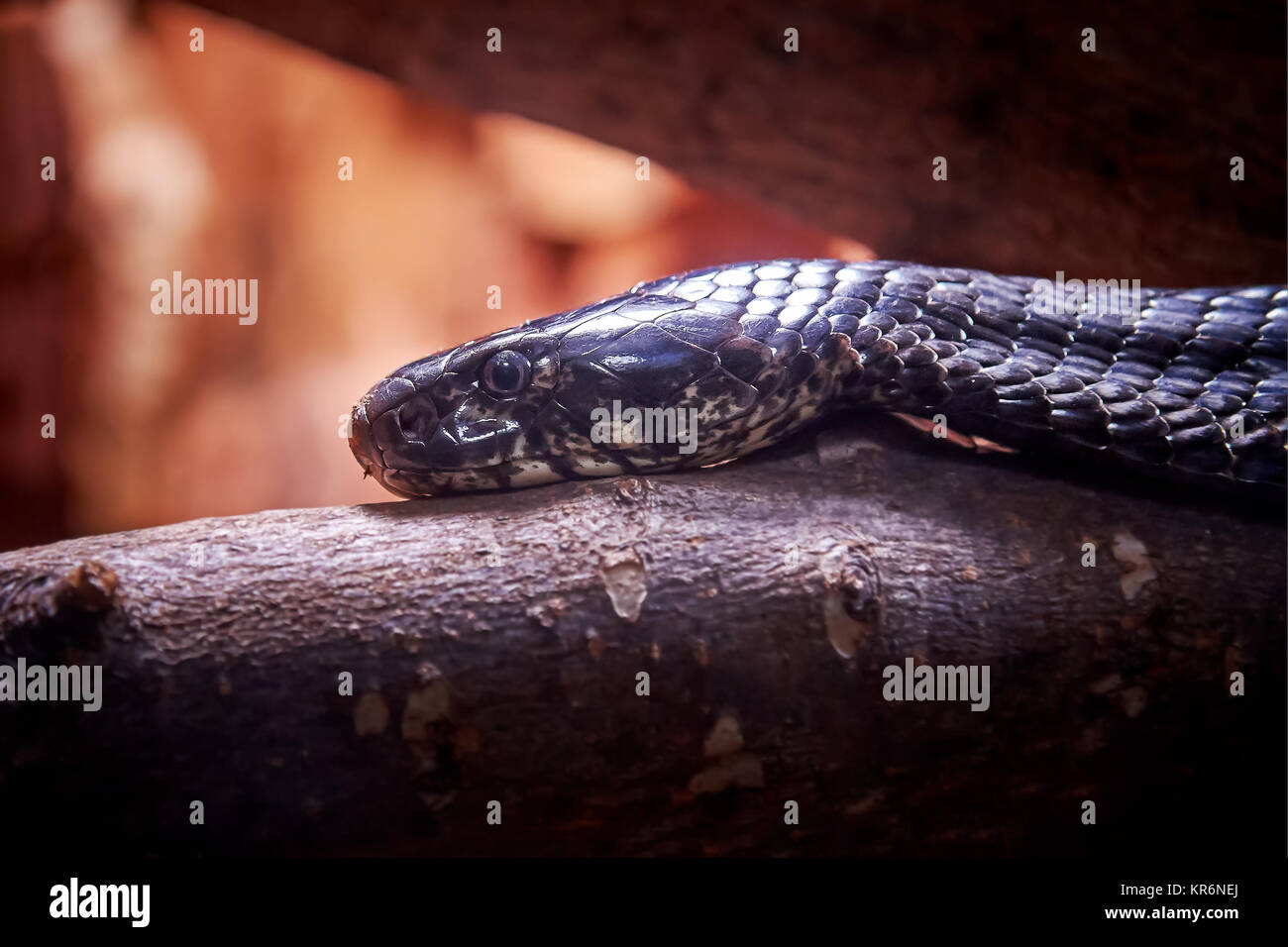 Forest cobra (Naja melanoleuca), noto anche come il cobra nero e il bianco e nero a labbro cobra. Spazio di copia Foto Stock
