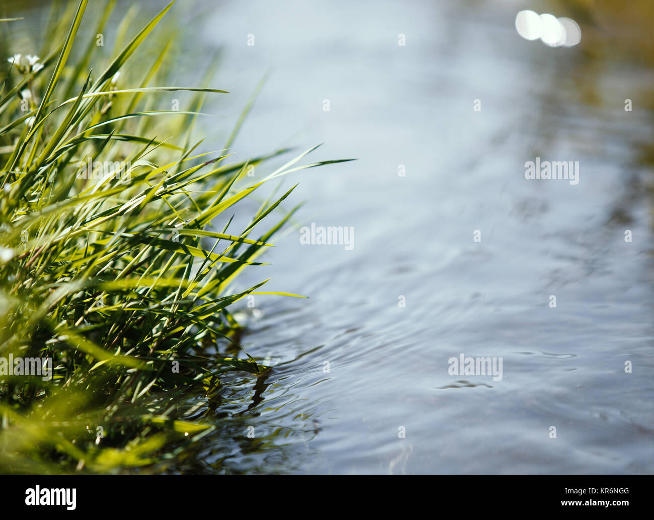 Chiusura del flusso di acqua con pianta fresca, concetto di primavera. Foto Stock
