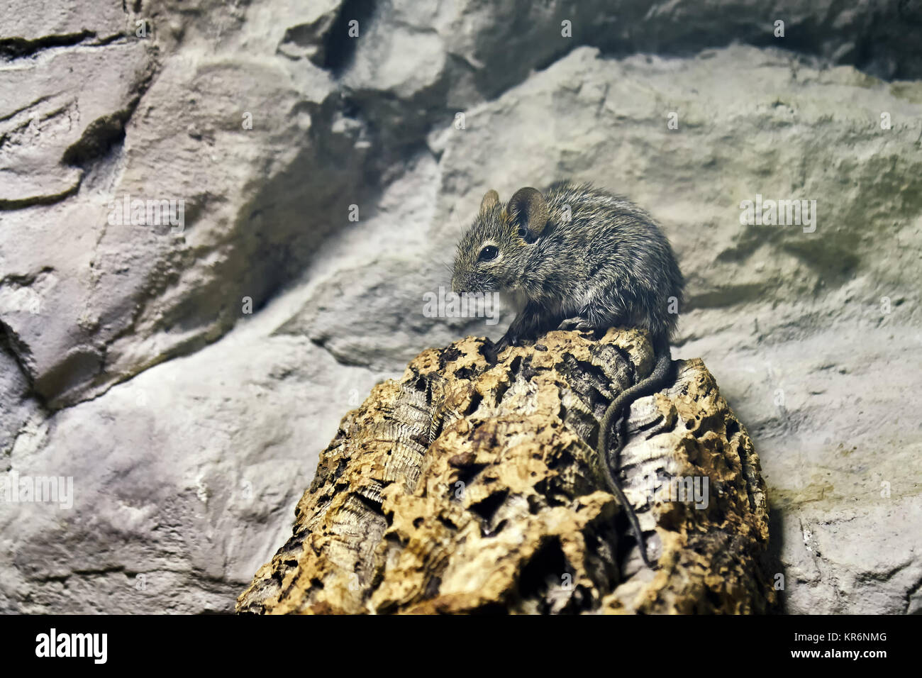 Quattro strisce di erba o di un mouse a quattro strisce di erba (ratto Rhabdomys pumilio) Foto Stock
