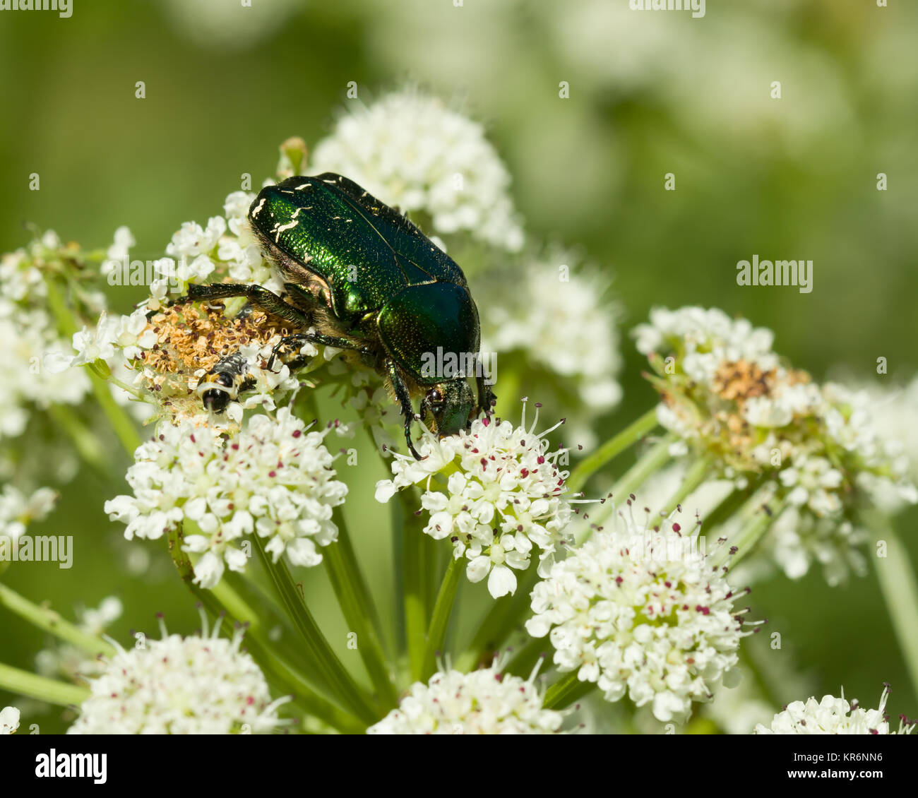 Chafer di rosa Foto Stock