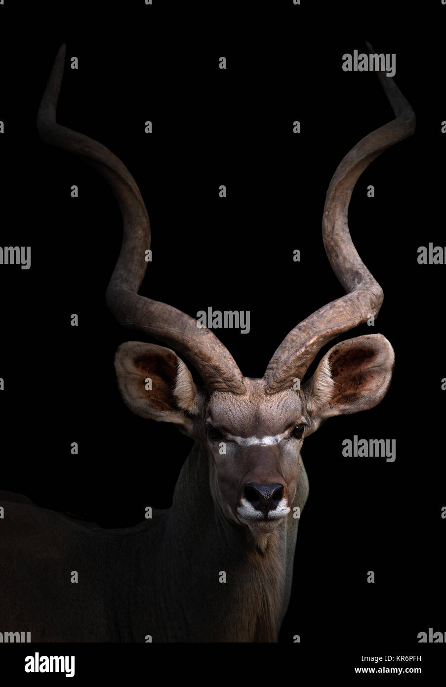 Kudu maggiore nel buio Foto Stock
