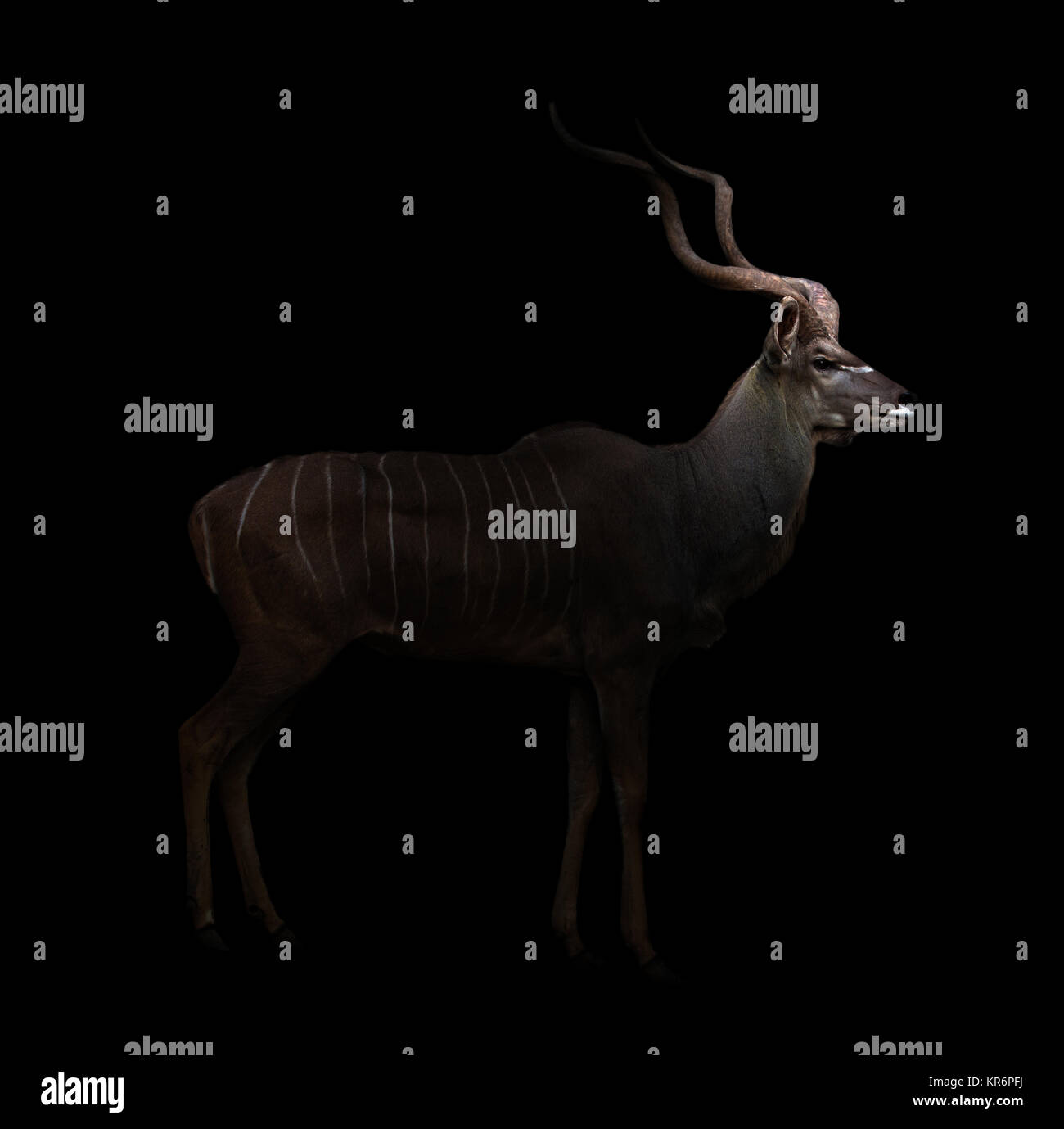 Kudu maggiore nel buio Foto Stock