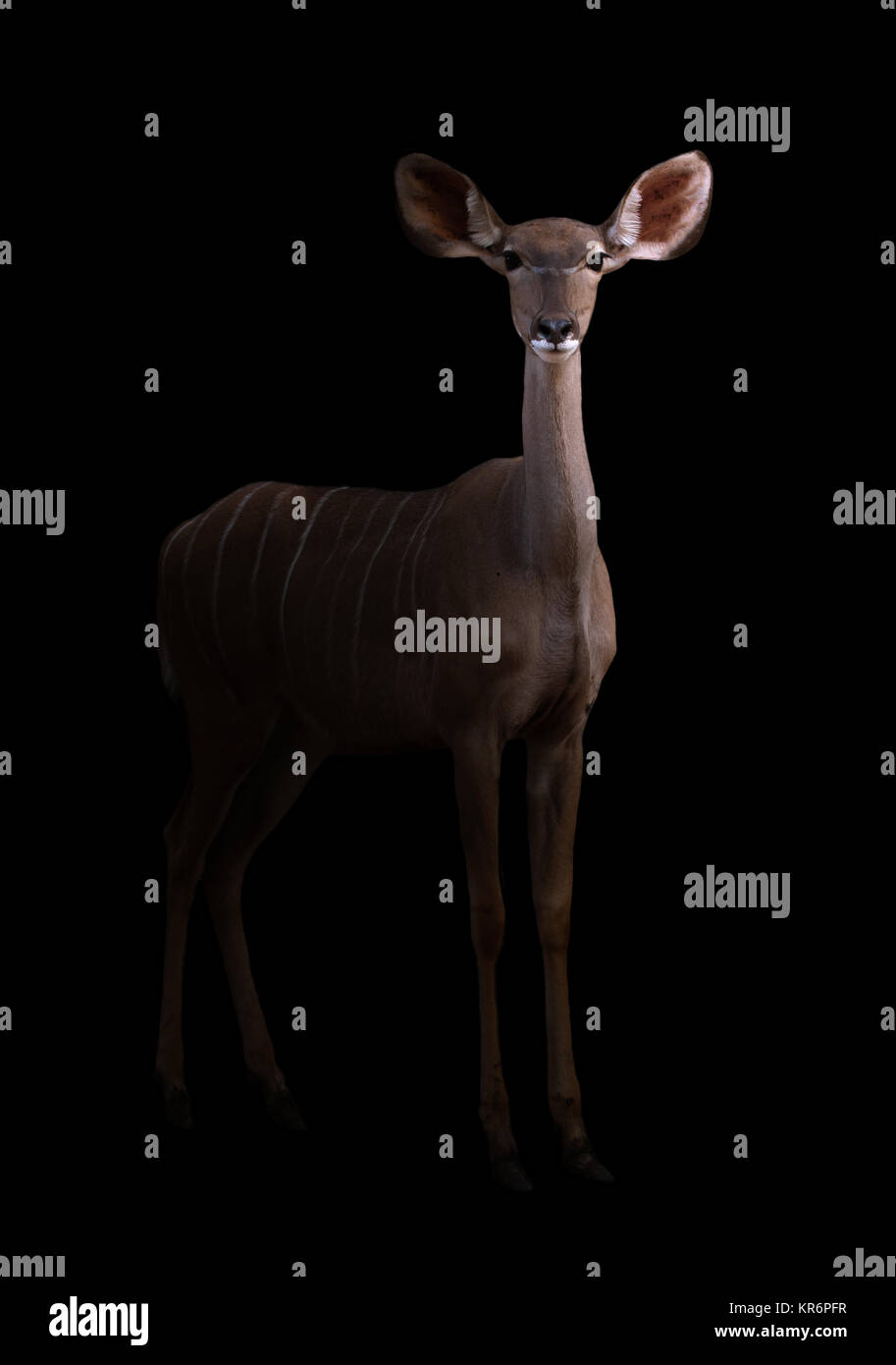 Kudu maggiore nel buio Foto Stock