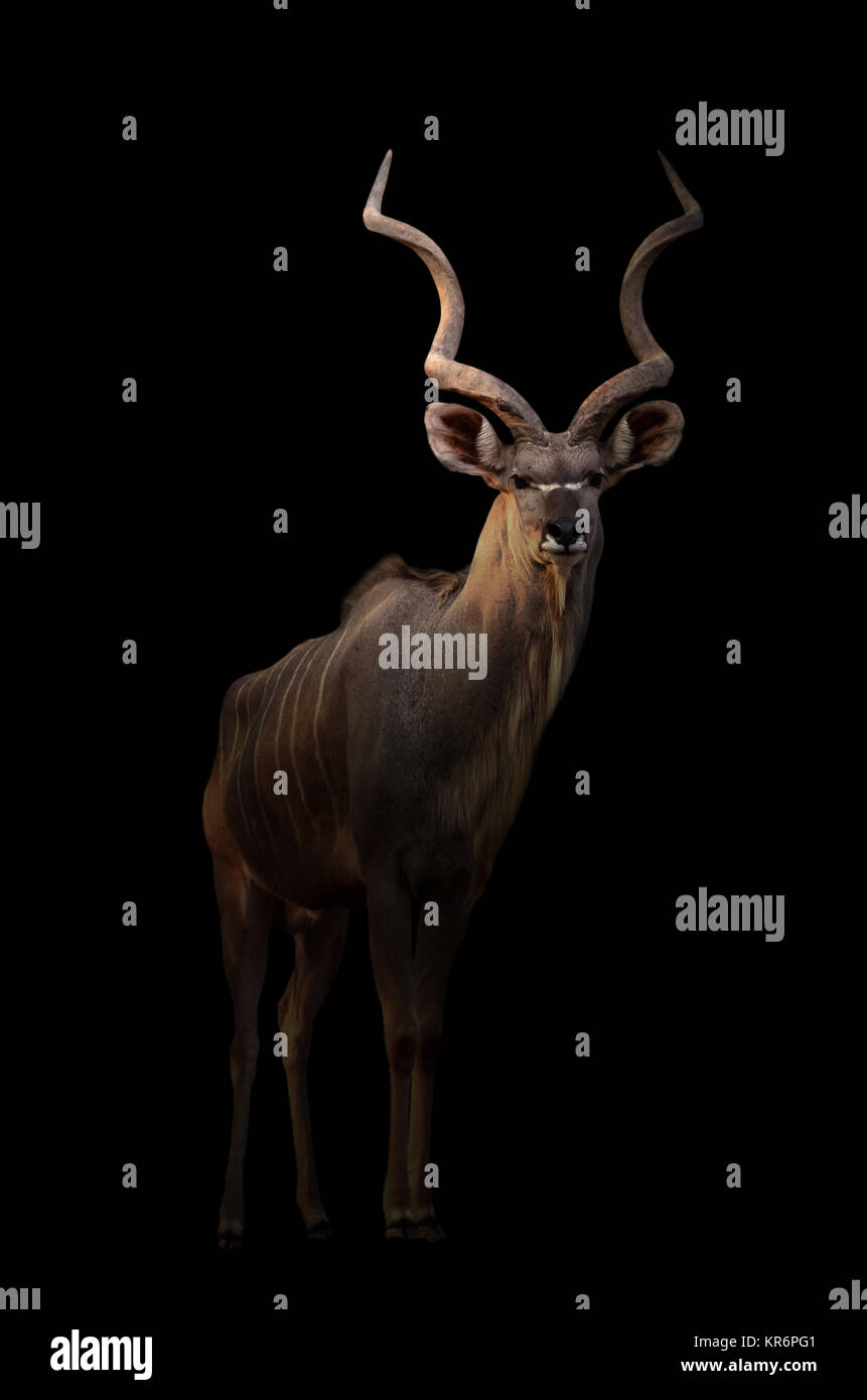 Kudu maggiore nel buio Foto Stock