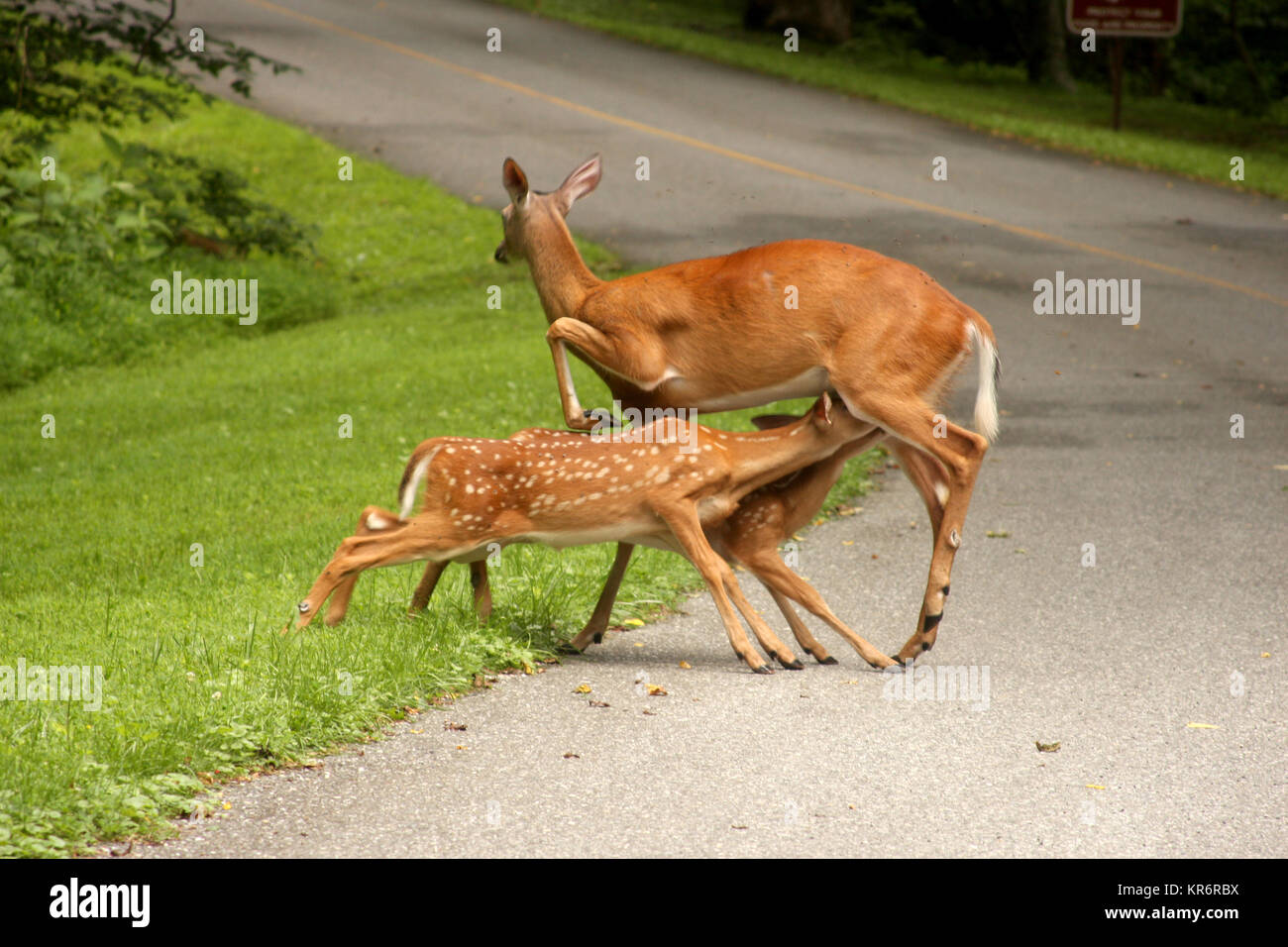 Due baby deer alimentando il latte dalla loro madre in Virginia della campagna Foto Stock