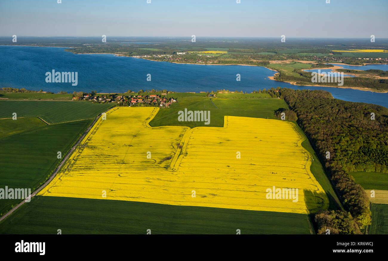 Blooming canola field in Vipperow con Müritz dietro Vipperow, Meclemburgo Lake District, Meclemburgo Lake District, Meclemburgo-Pomerania, Ge Foto Stock