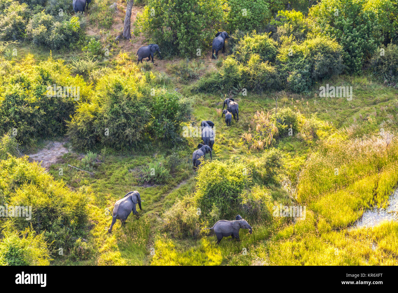 Vista aerea del branco di elefanti africani a piedi attraverso lussureggianti delta. Foto Stock
