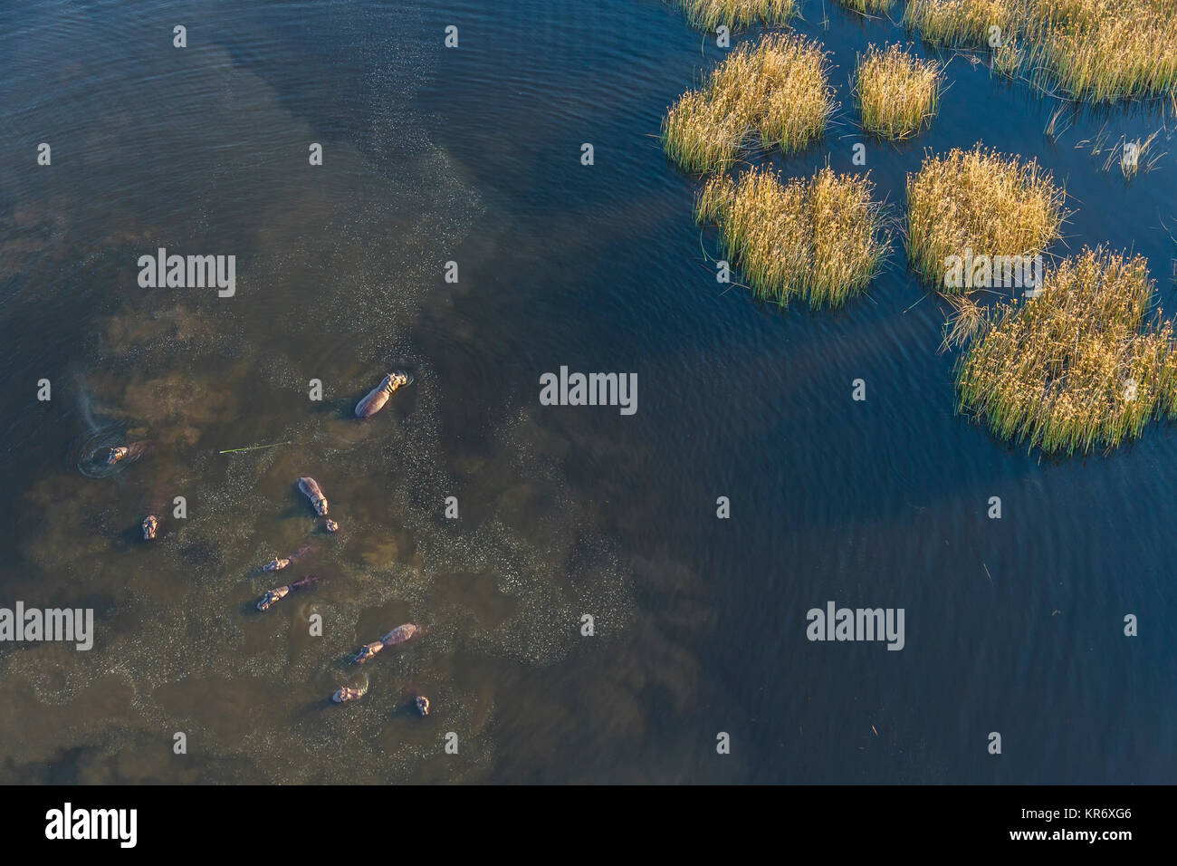 Vista aerea della mandria di ippopotamo in un fiume. Foto Stock
