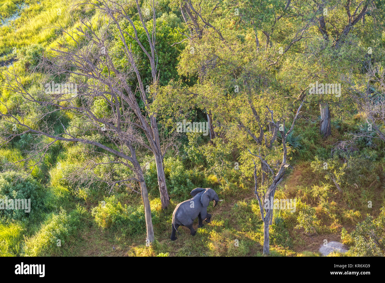 Vista aerea di elefante africano a camminare tra gli alberi in lussureggianti delta. Foto Stock