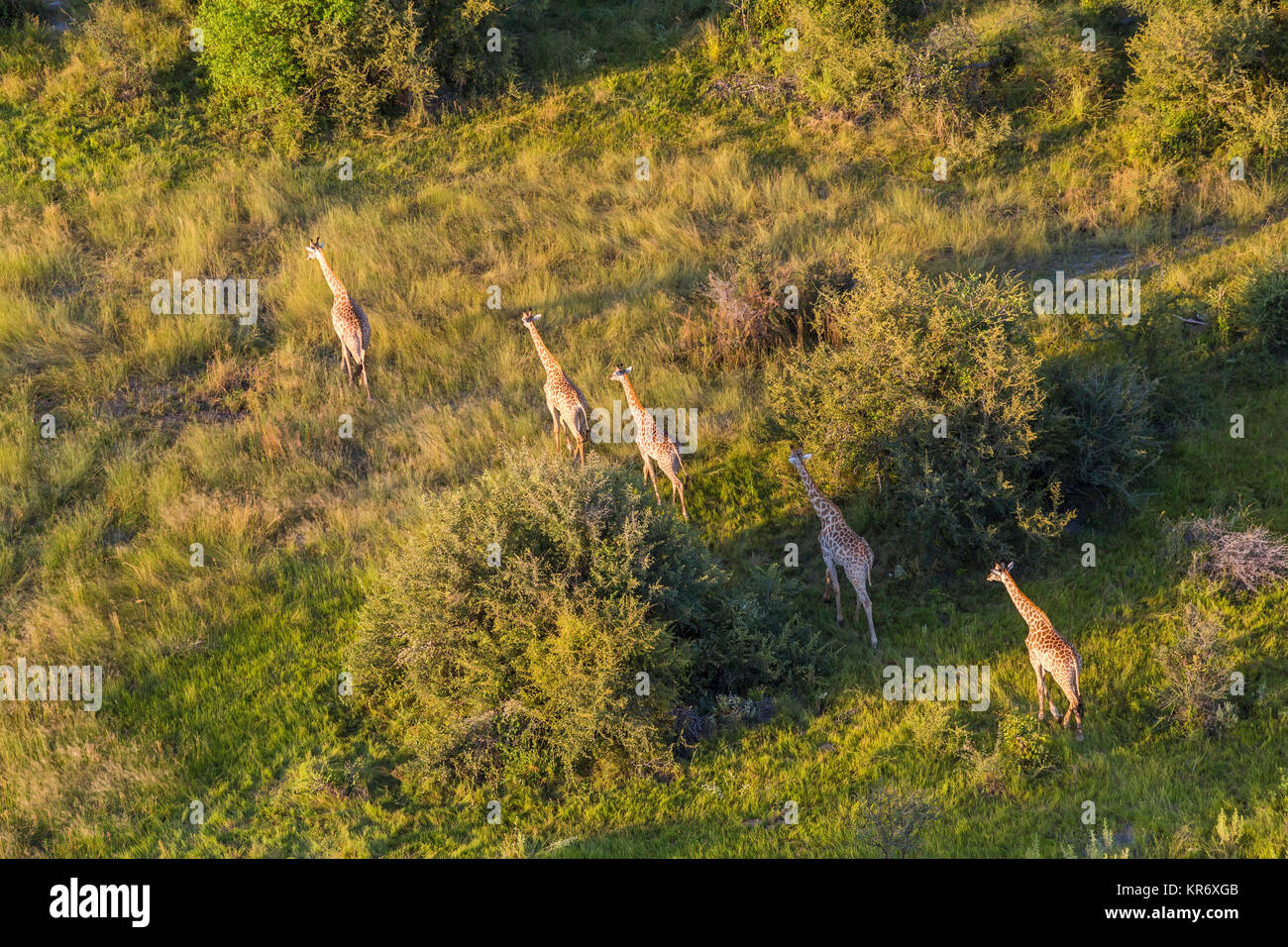Vista aerea di cinque giraffe camminare in linea attraverso il lussureggiante delta. Foto Stock