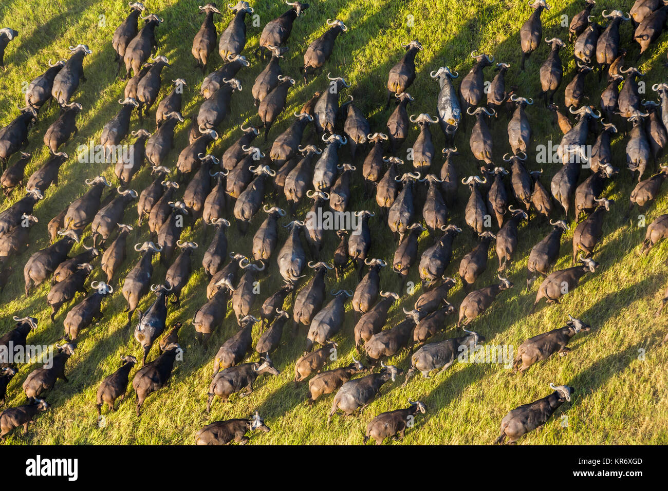 Vista aerea del grande mandria di bufali africani in lussureggianti delta. Foto Stock