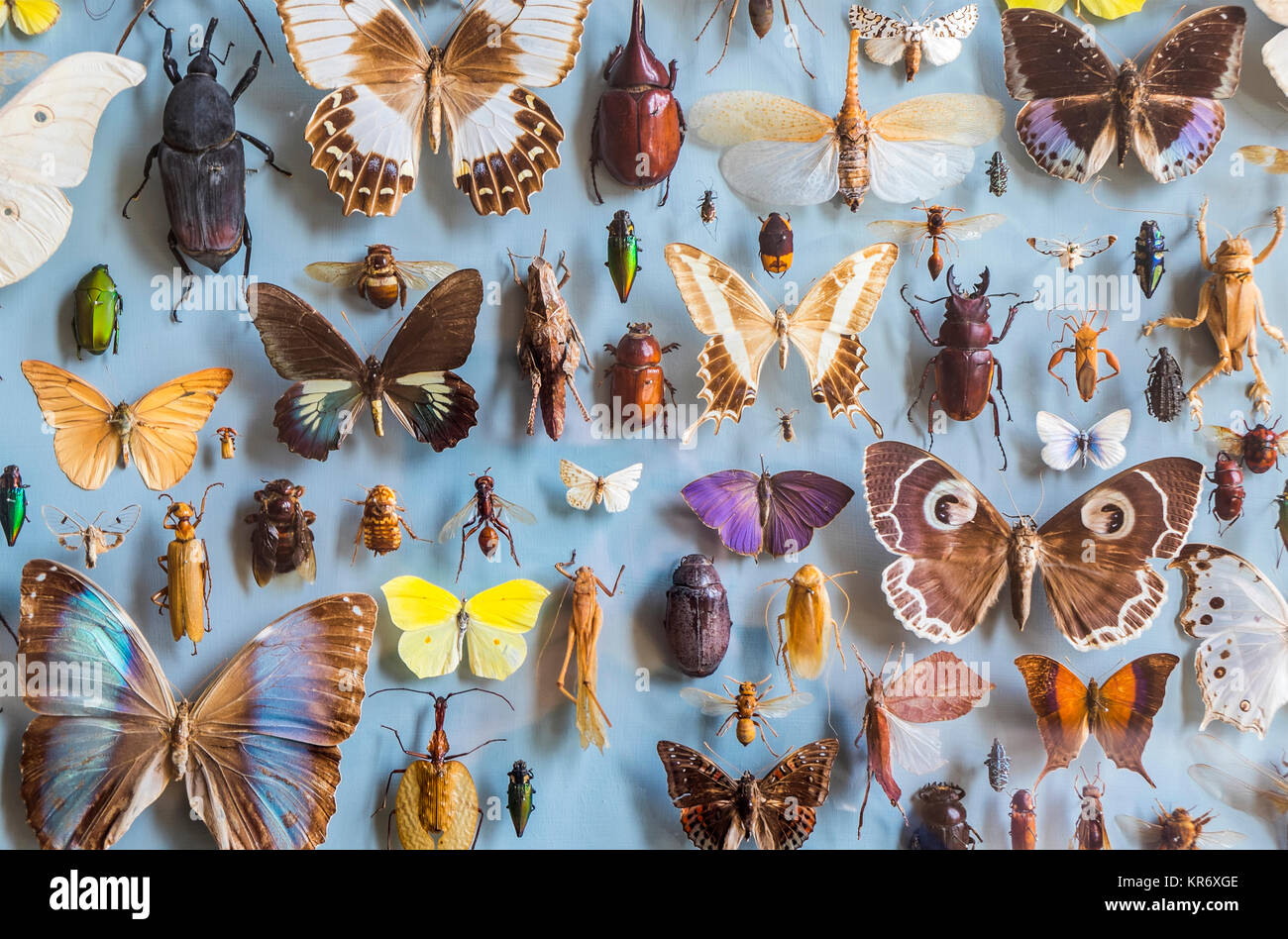 In prossimità di una selezione di coloratissime farfalle e coleotteri in una vetrina di un museo. Foto Stock