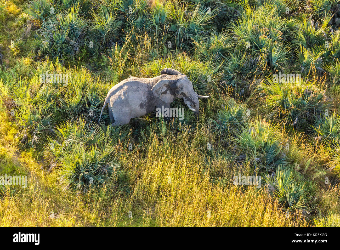 Vista aerea dell' elefante africano in piedi nella lussureggiante delta. Foto Stock