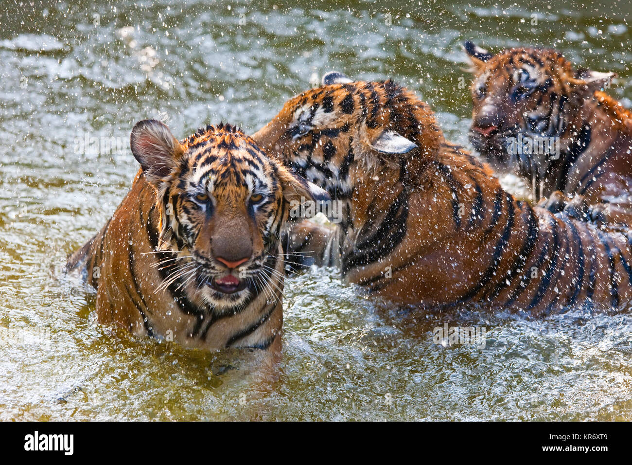 Angolo alto close up di tre tigri in piedi in un foro di irrigazione. Foto Stock