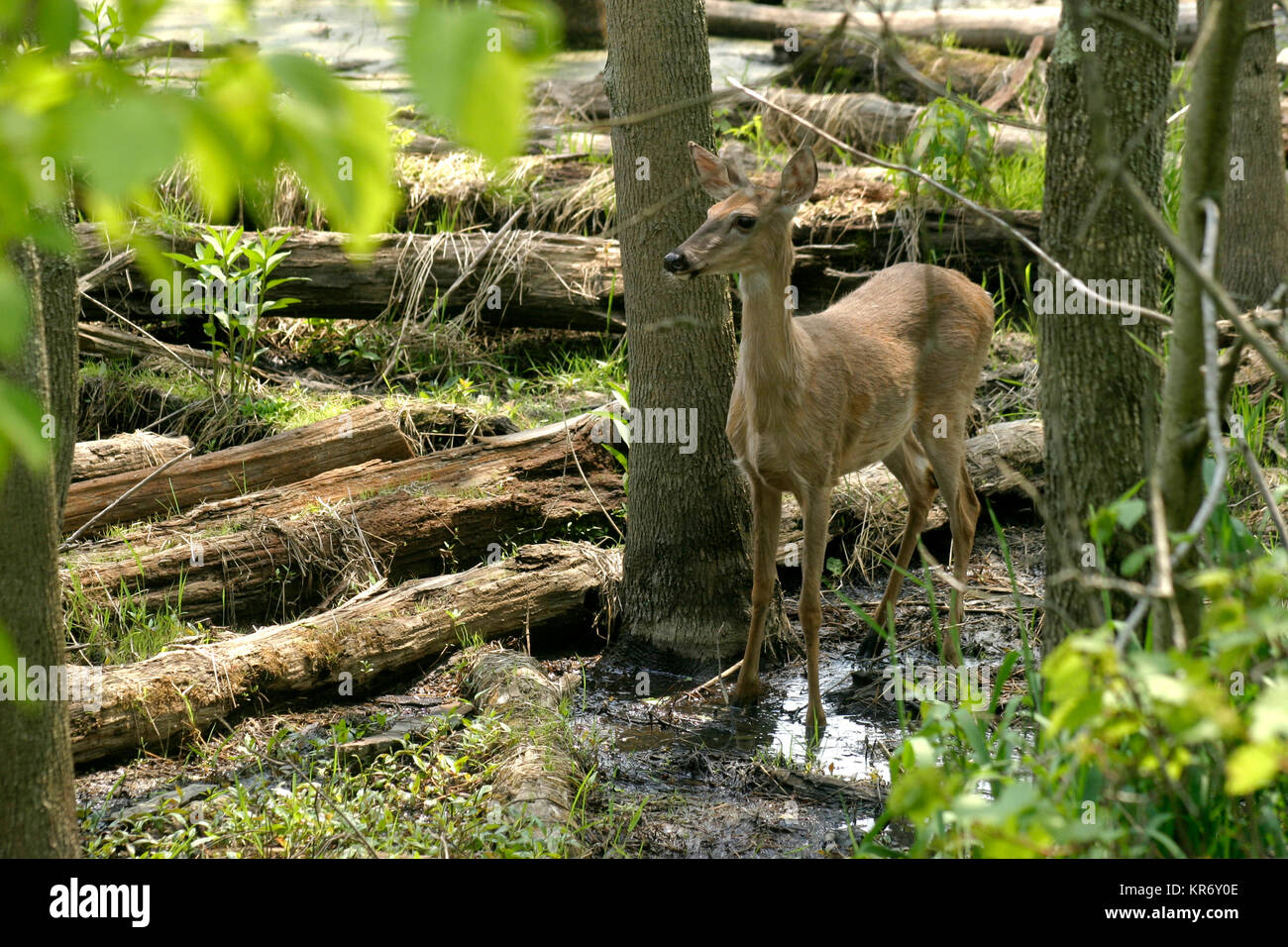 Cervi nei boschi Foto Stock