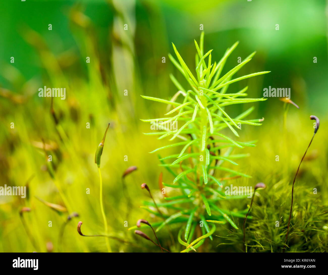 Scenario esterno che mostra densa vegetazione di muschio closeup Foto Stock