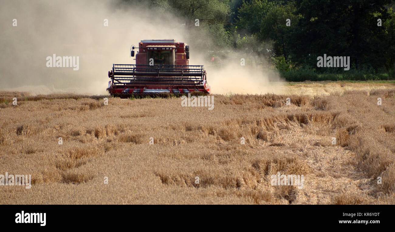 Mietitrebbia in azione Foto Stock