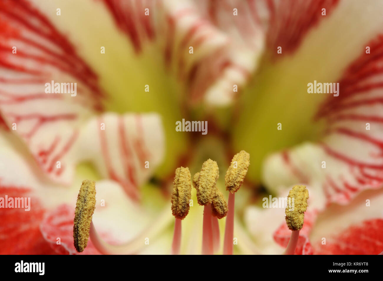 Amaryllis, Amaryllidaceae Hippeastrum, vista frontale ravvicinata di un fiore aperto che mostra la testa stame. Foto Stock